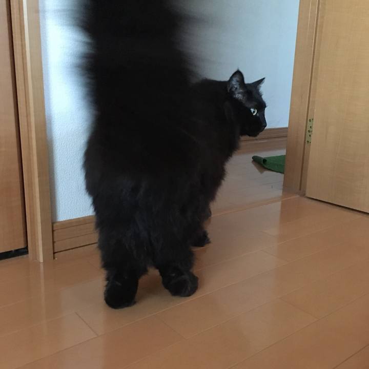 C86ac4c0 7ee4 4960 90d6 133fdcad9069 1551254074150