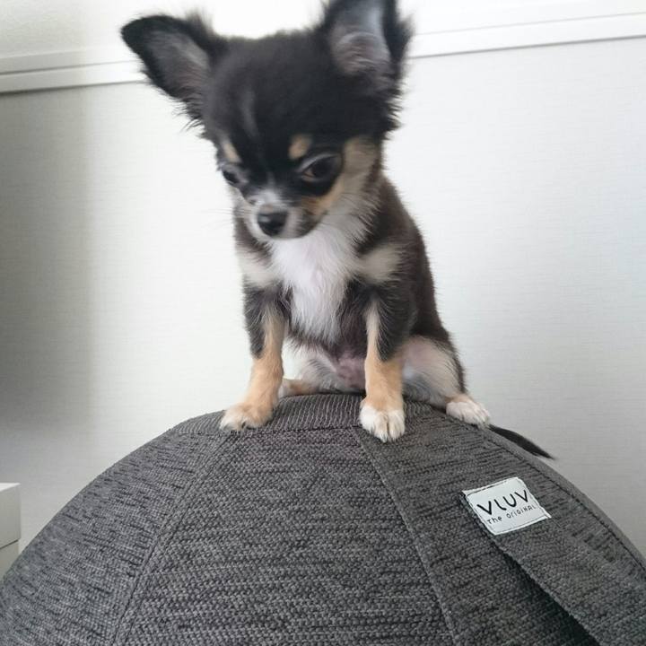 C86b65a0 878d 41d4 9741 f81396912866 1508040351131