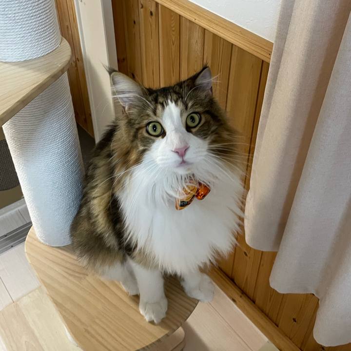 C86c48b0 23b8 4f13 90d8 a850c38be794 1667217606486