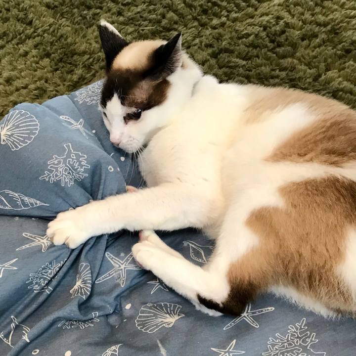 C86d2d71 2dca 43d1 932a eb6e89232401 1589625416531