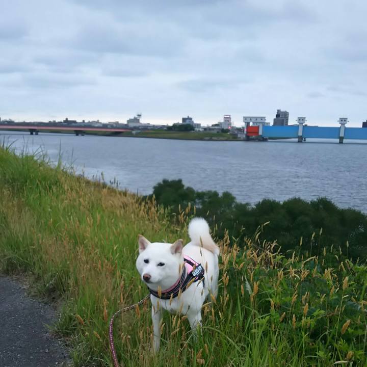 C86d5814 33af 4c85 b4aa a19c0117f997 1529056705671