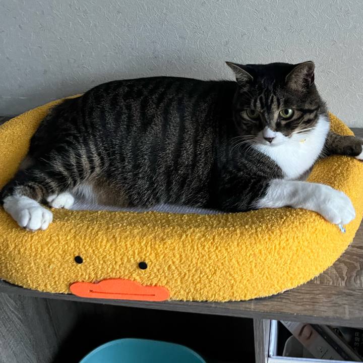 C86f4622 0048 4597 838c 33e02adefd94 1760398390508