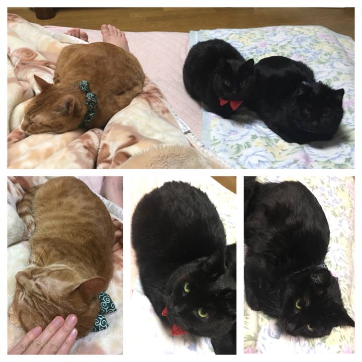 C86fab3e fb53 4abb b28b e1412d987d86 1545832557477