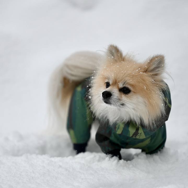 C870d65c e8ea 42ce 9fcc 01271a65b309 1762556271033