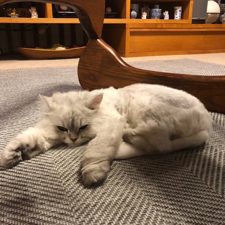 C8711238 b273 4de9 9e6f 7039c1921764 1559138820119