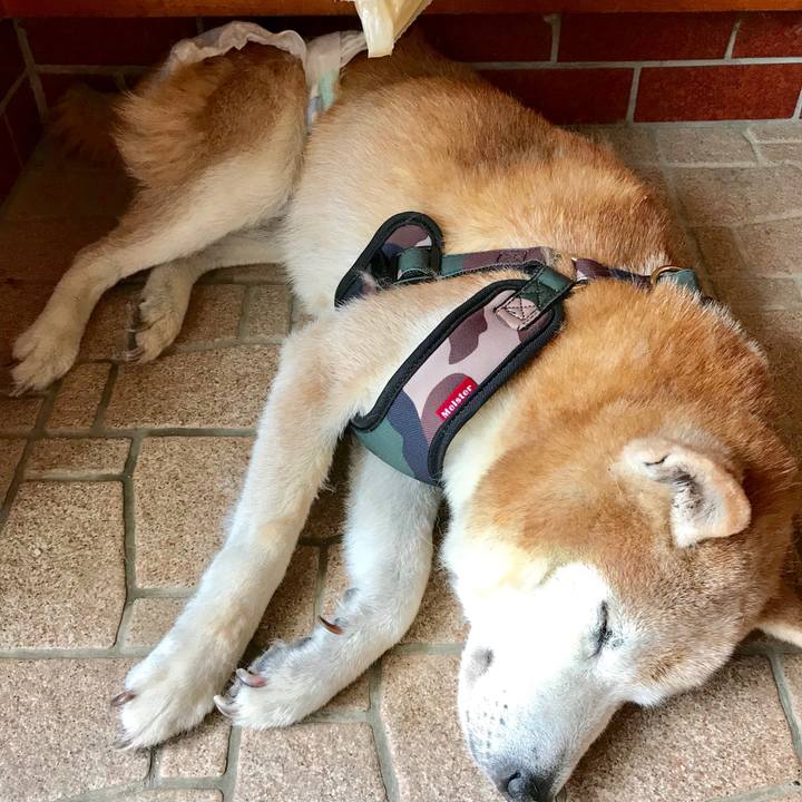 C8711c57 6f38 4c44 898b 8c35272ead92 1529848953606