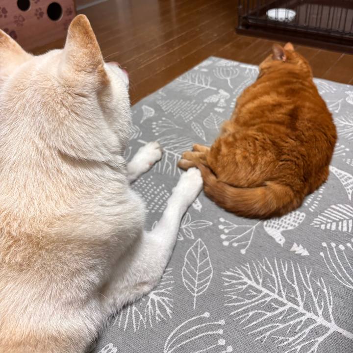 C8719e4d b7a1 4fa6 ab7e 257b05e28101 1771416940316