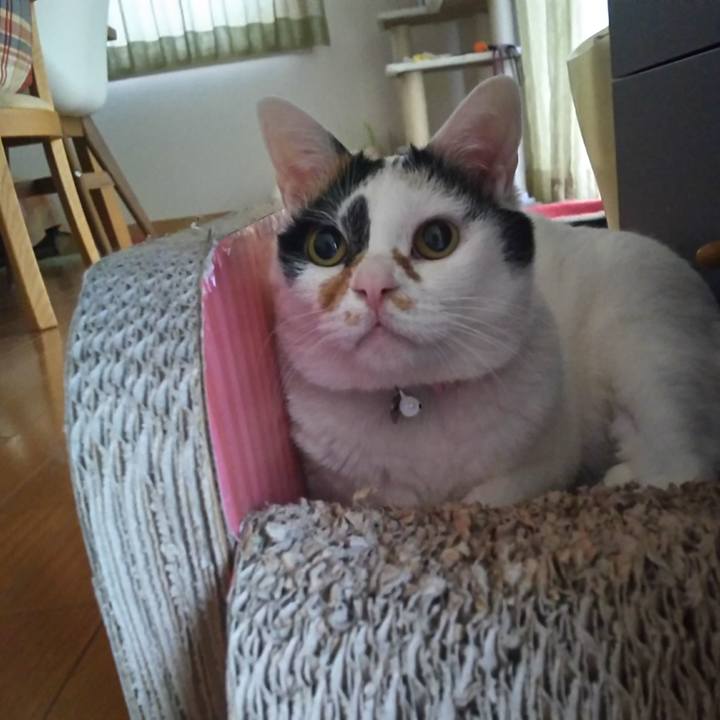 C872a29a 01b7 43c9 b53f 309ee166c1ca 1552259478216