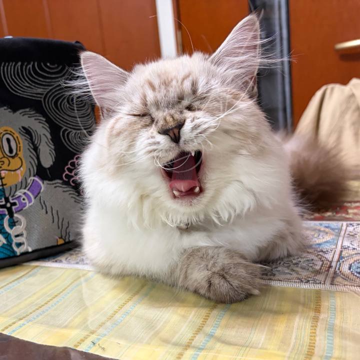 C8732645 ab69 4c8e 990c d2f3949fc71f 1773055615979