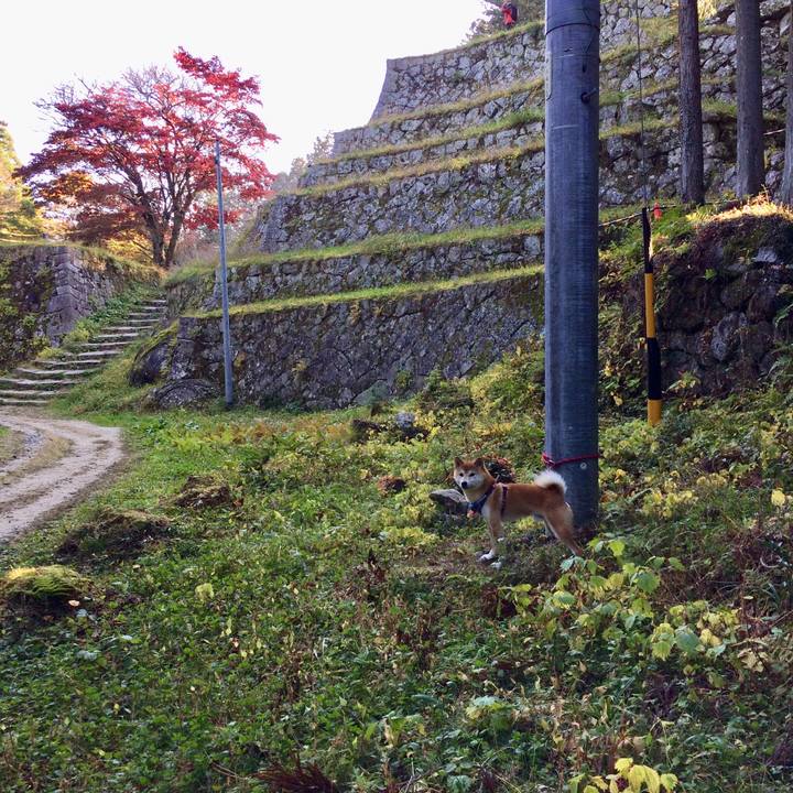 C874b8c4 0b41 485e 9579 ba2e19112e9b 1510313571492