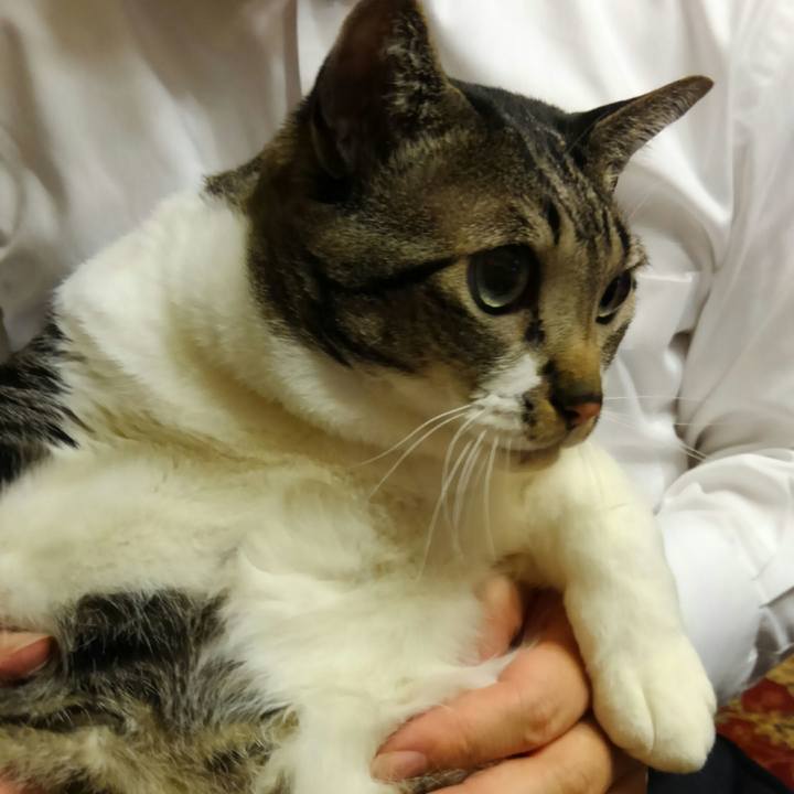 C874bb77 a243 411f 88cf 261b2427a3bd 1517575533965