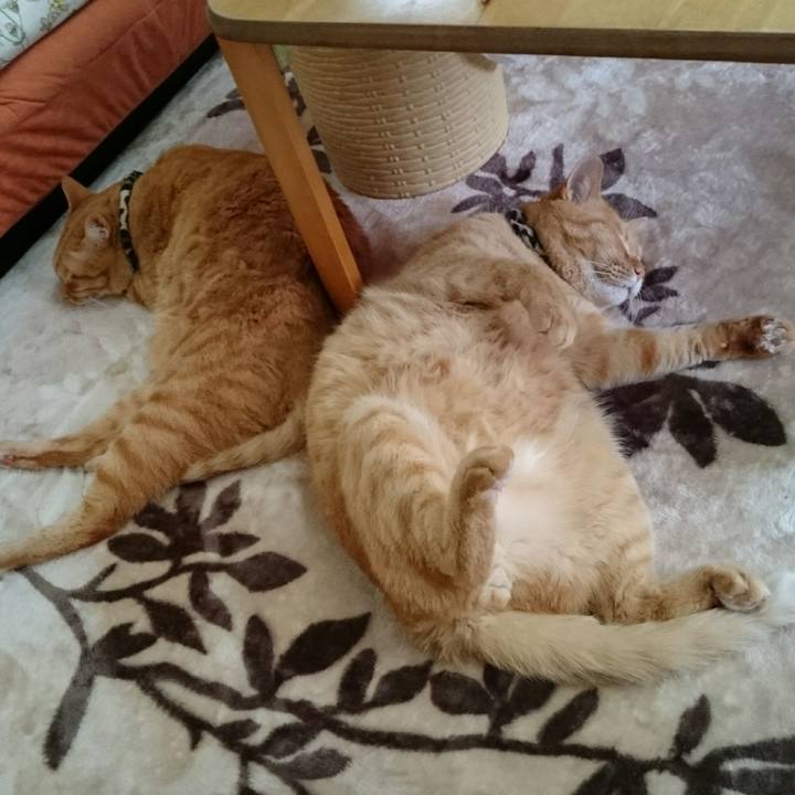 C87cac0d 0a50 4ee3 856c cdb7542fd43d 1542082539696