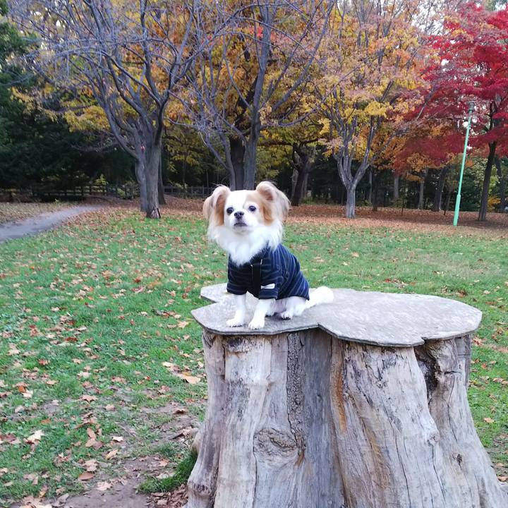 C87dc0b0 fb54 484b 98c7 2bec1c80037e 1508925390752