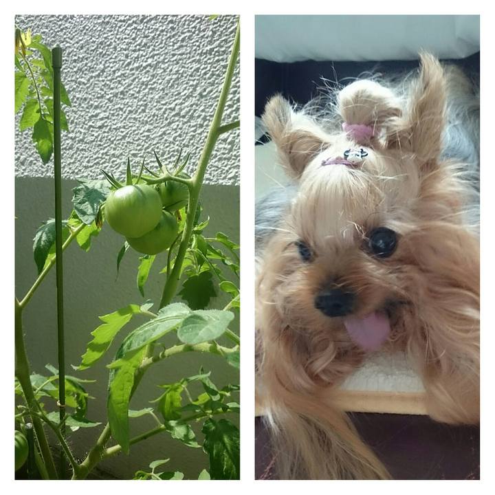 C8812fa1 2161 4668 85a3 94c2fc3f1a3a 1529972922430