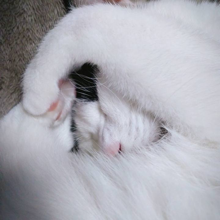 C88a05ed 5400 4cf3 828f dfffa77a901e 1545993690443