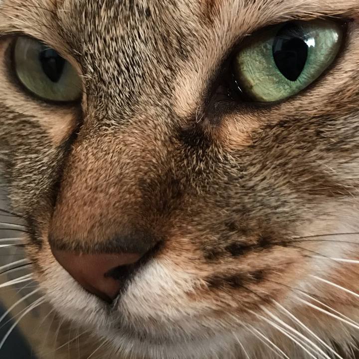 C88ad783 911e 40d1 94a1 43ceda062faa 1589082423367