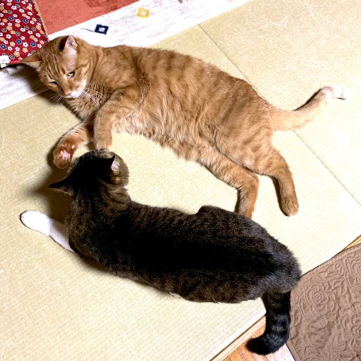 C88c3975 6041 4818 bf88 2295c1f2cd3f 1586267312057