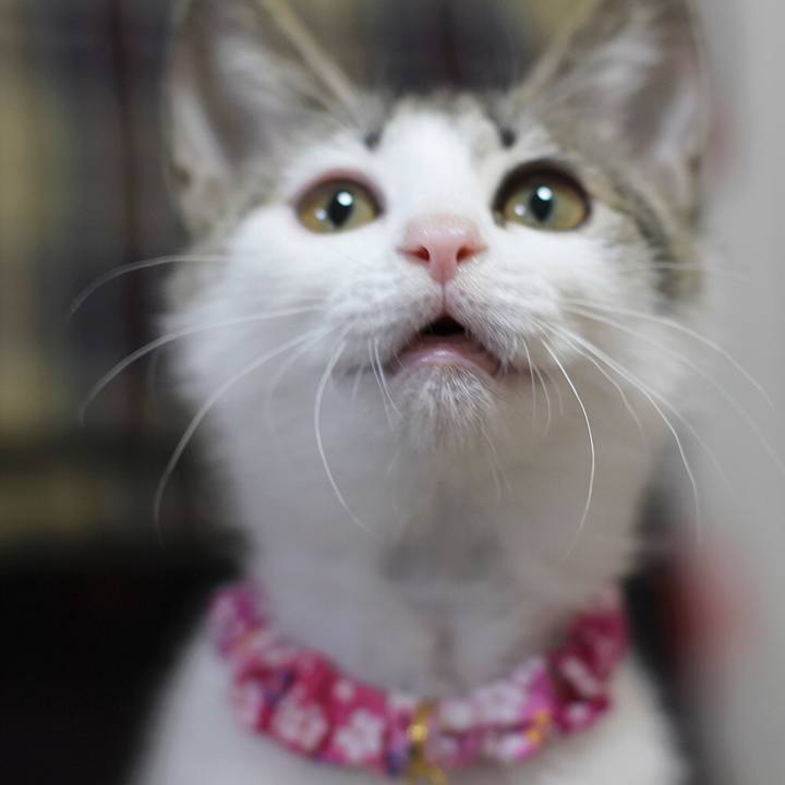 C88c4fc8 f2e6 4700 bc8a 8c3abc704a36 1547723270803