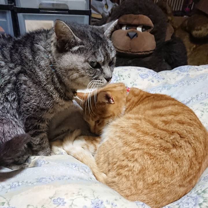 C88c626b 2cb2 4489 bba4 e0423a7f00d3 1576843701729