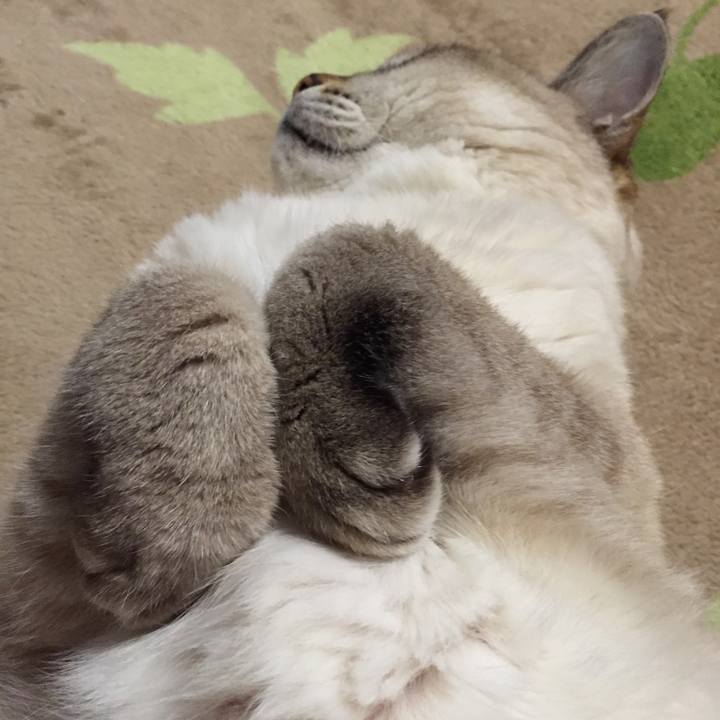 C88ce74a 9958 43bc 9fea c3cc36f87889 1544966352234