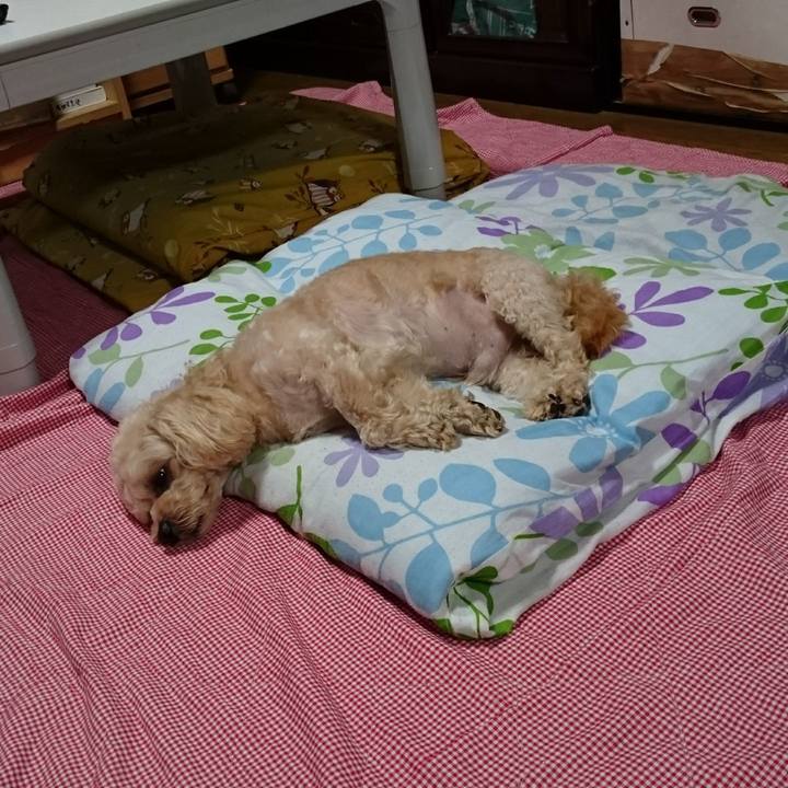 C88e5b3e 1f7a 4925 b0fa 122d8760e65a 1528616254953