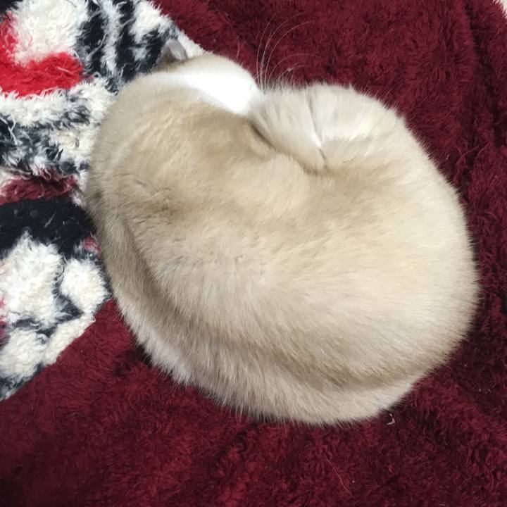 C88e9ee6 ea38 48bc 98b6 27e1f35f8219 1509542135991