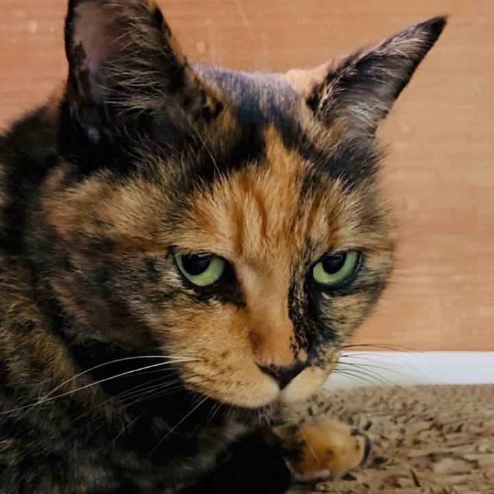 C88f4eda b475 4103 a71d 7ca4383a4785 1757296934104