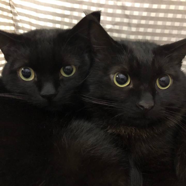 C88fc23f 03fb 4254 ac72 d21126ebc216 1552715337556