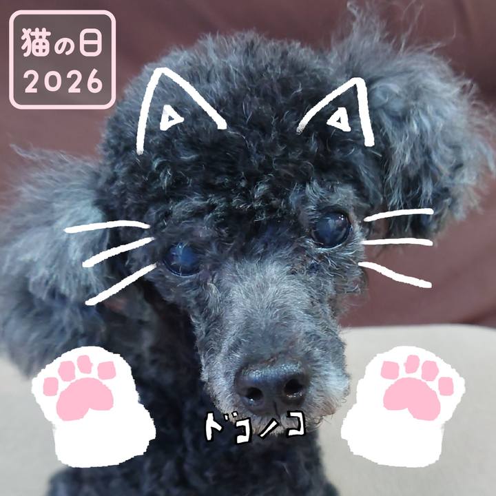 C89244e5 3b01 4d71 a4f1 1f6b8958536d 1771748005932