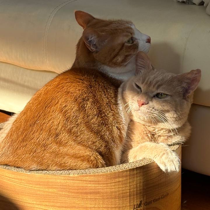 C893d939 e526 454e 9c33 3378c5b64b6d 1769478052693