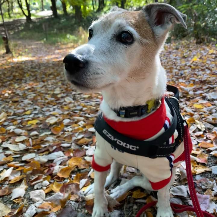 C89a1d7f d0a3 4304 a5c9 4e2cf95c1936 1605423661290