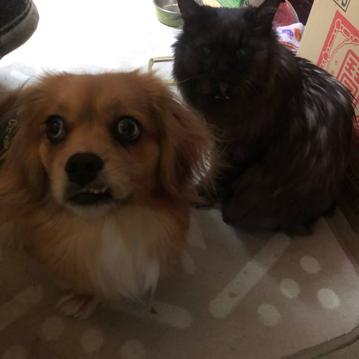 C89a4502 074c 4a41 867d c455886c132e 1548283995137