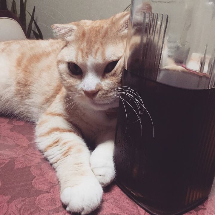 C89c1499 ef13 4626 83ef 6d1aa97264a0 1534308776405