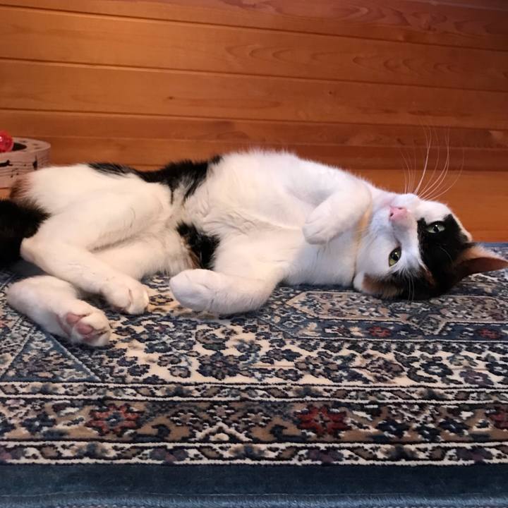 C89c4fd2 8f12 41b2 ada1 46413555f2ce 1524909662054