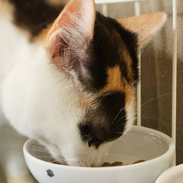 C89d52a1 4da7 42e6 ba5a 6ea097f47a32 1598665437921