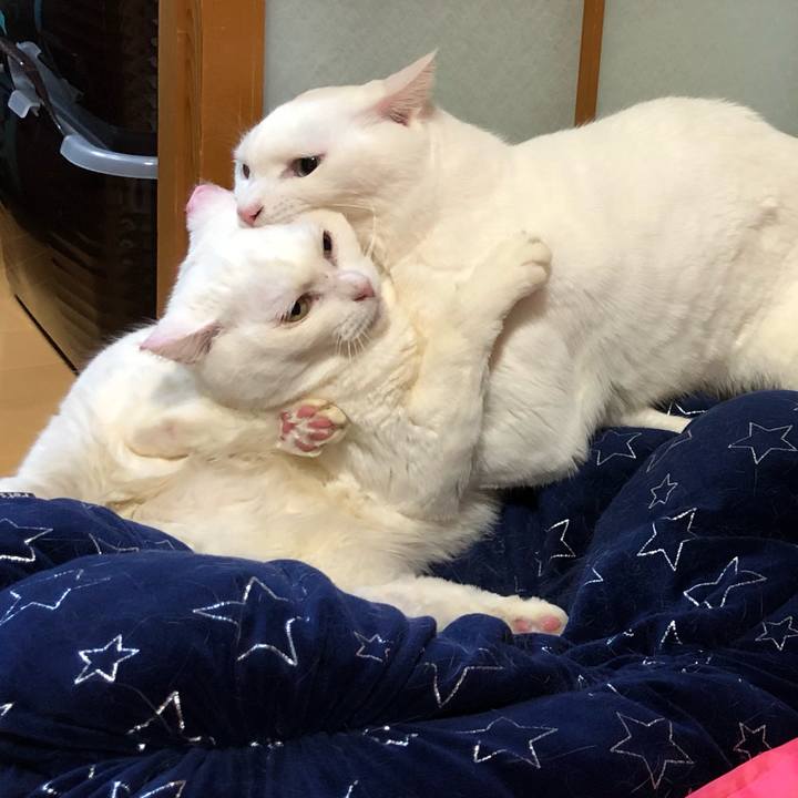 C8a21af8 595a 44cf b105 9faeee2b828c 1553339300359