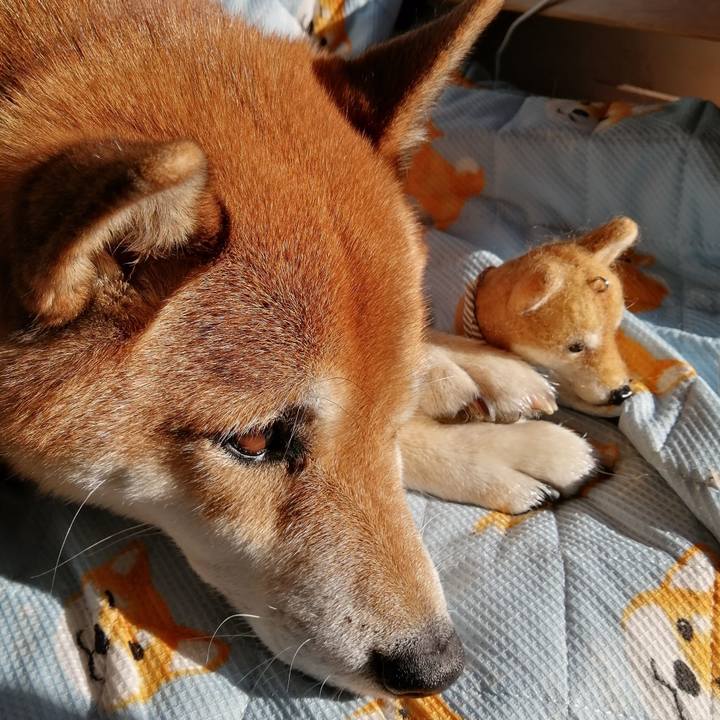 C8a52c33 691e 48e4 aae6 9a90a3865085 1607079033542