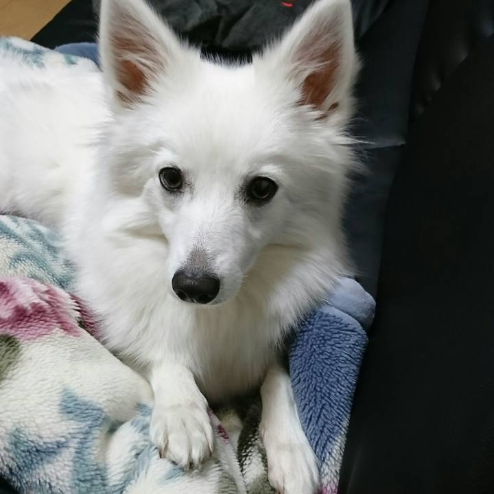 C8a65fe4 c84b 44a4 8fbf 34f288daeca8 1511445701161