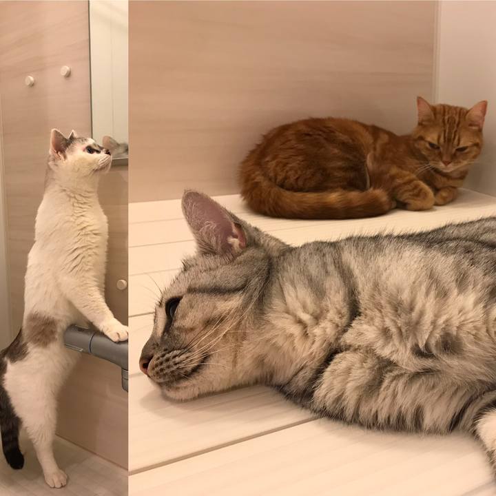 C8a7d174 0866 4239 85a1 f5e68e0bc8d5 1541932621401