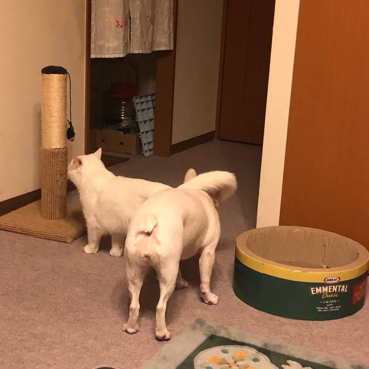 C8a80625 019e 455d 880b 1362c3c9bc5a 1593693167662