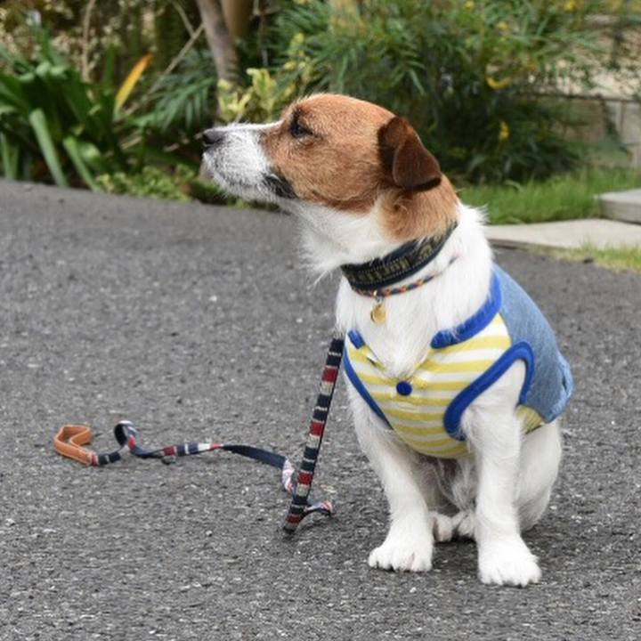 C8a8cd58 5f90 45c1 ad86 98dc692131cf 1509370854685