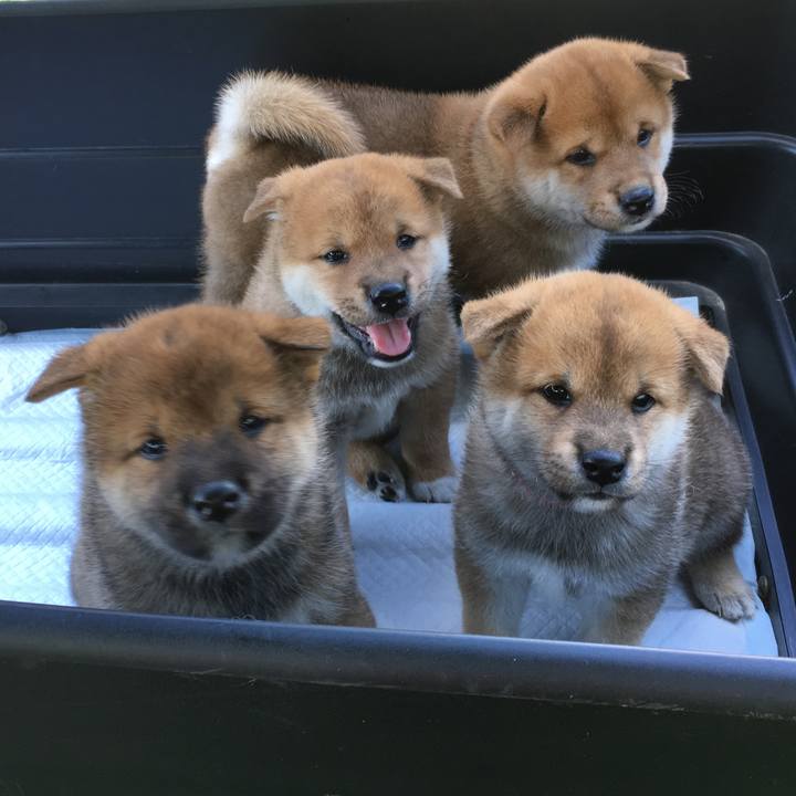 C8a95bfb 2a6e 420f 8413 007c69b2efec 1513002080247