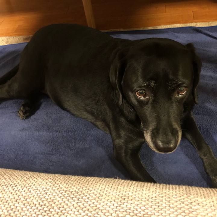 C8a9aeb0 04e2 4288 8318 c0dfee977a19 1542627417550