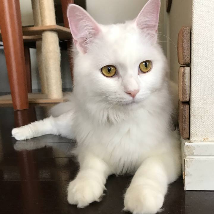 C8aa3b1b 58ba 44ff a38b b525acf035f8 1528413098670