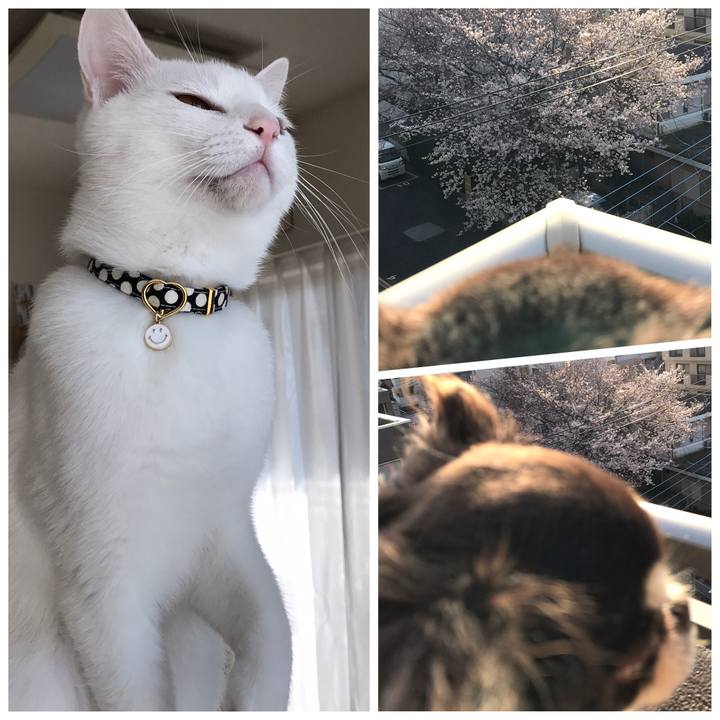 C8b088b2 d09f 4acf 8175 0fa833c3093a 1584872350796