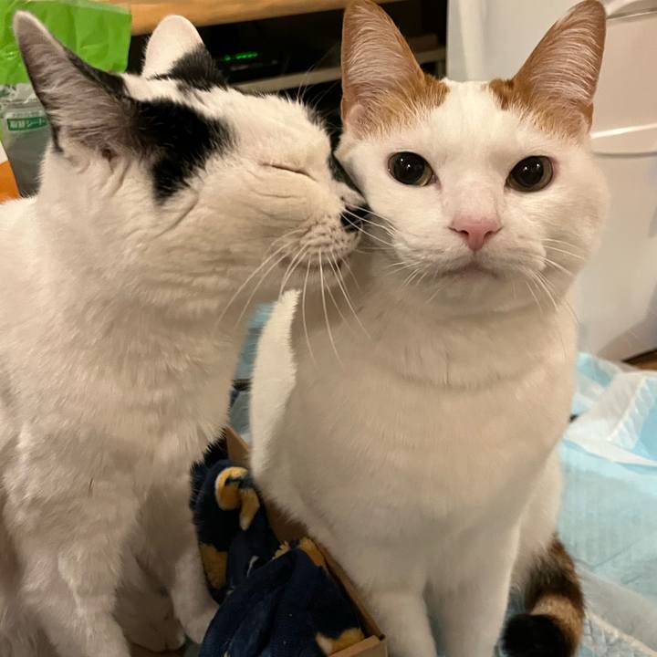 C8b0c167 552d 417b bea6 0b70de560b04 1765591406267