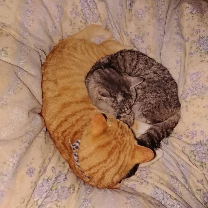 C8b1cac8 944d 409c b0b9 2d03dd116120 1575300683364