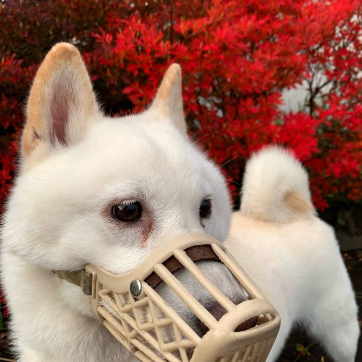 C8b32993 73be 4d96 8766 2cdfb9d51c90 1604612888245