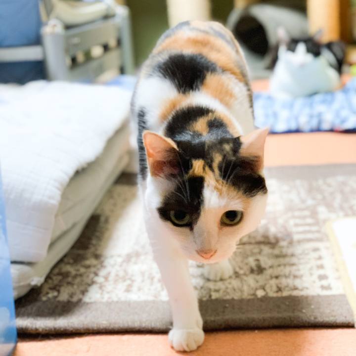 C8b3c5c4 5dd6 4115 87f7 3be1c1e18d7b 1572573699425