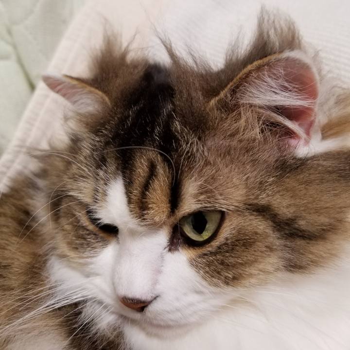 C8b448dc 2198 4b76 816c 51b36cea8759 1554550796122